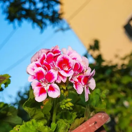 Simi Apartment Postira